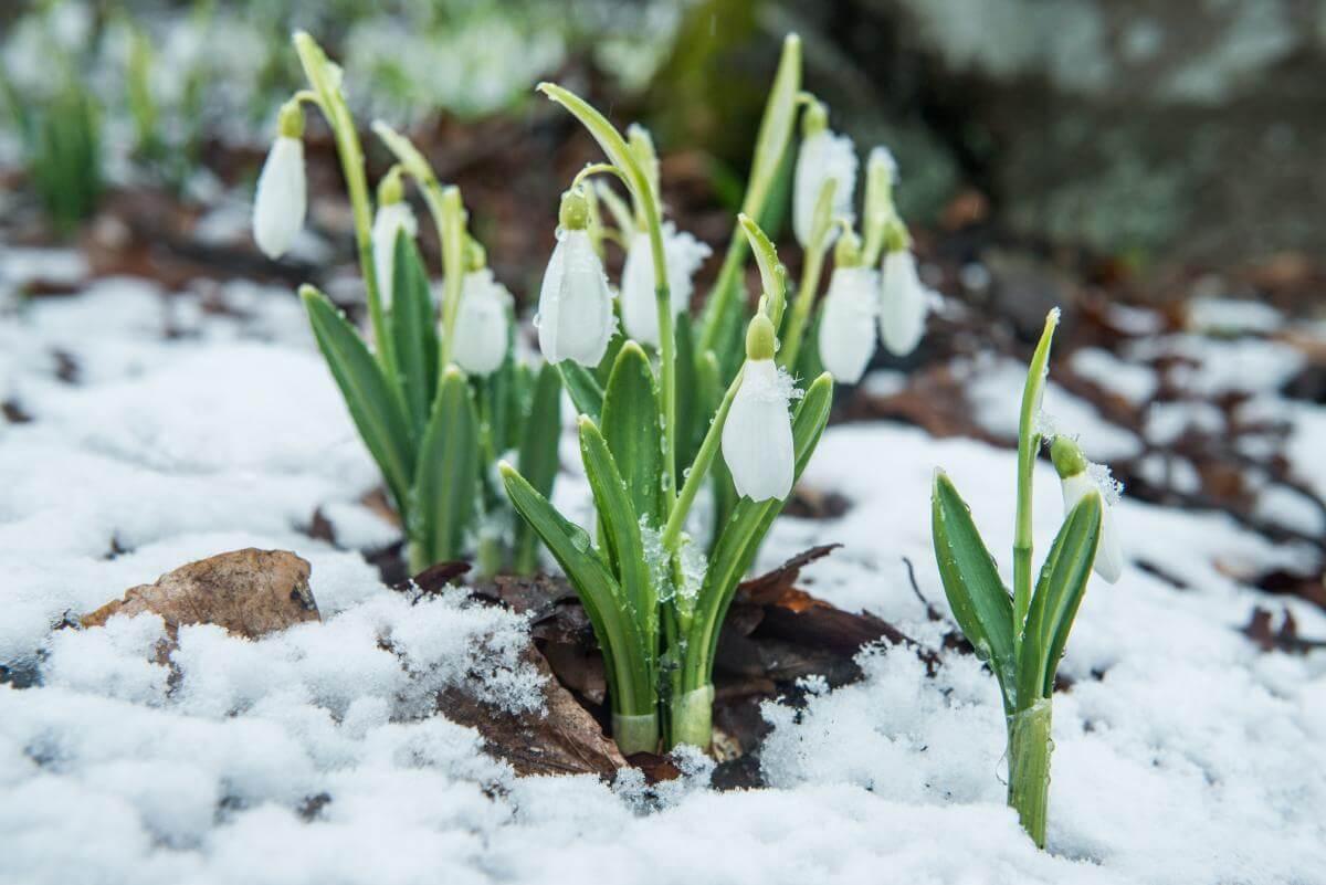 Скачать картинки Весна снег подснежники, стоковые фото Весна снег  подснежники в хорошем качестве | Depositphotos
