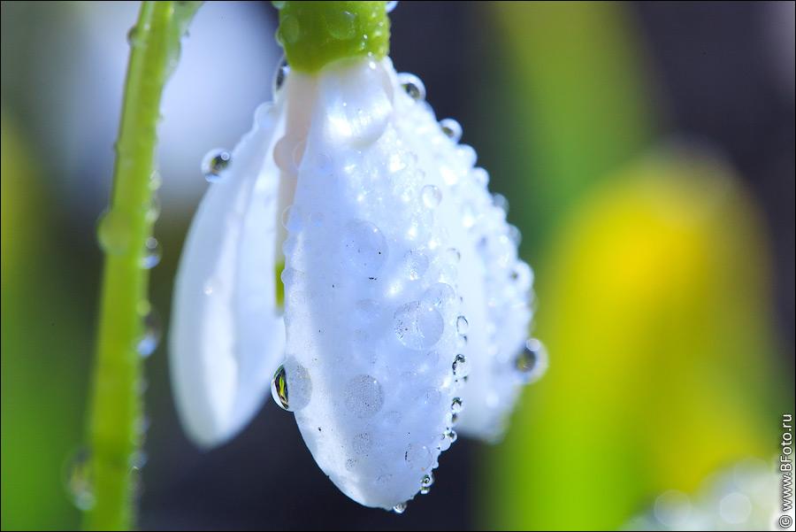 Подснежник – первый цветок весны | Ізюм Інформаційний