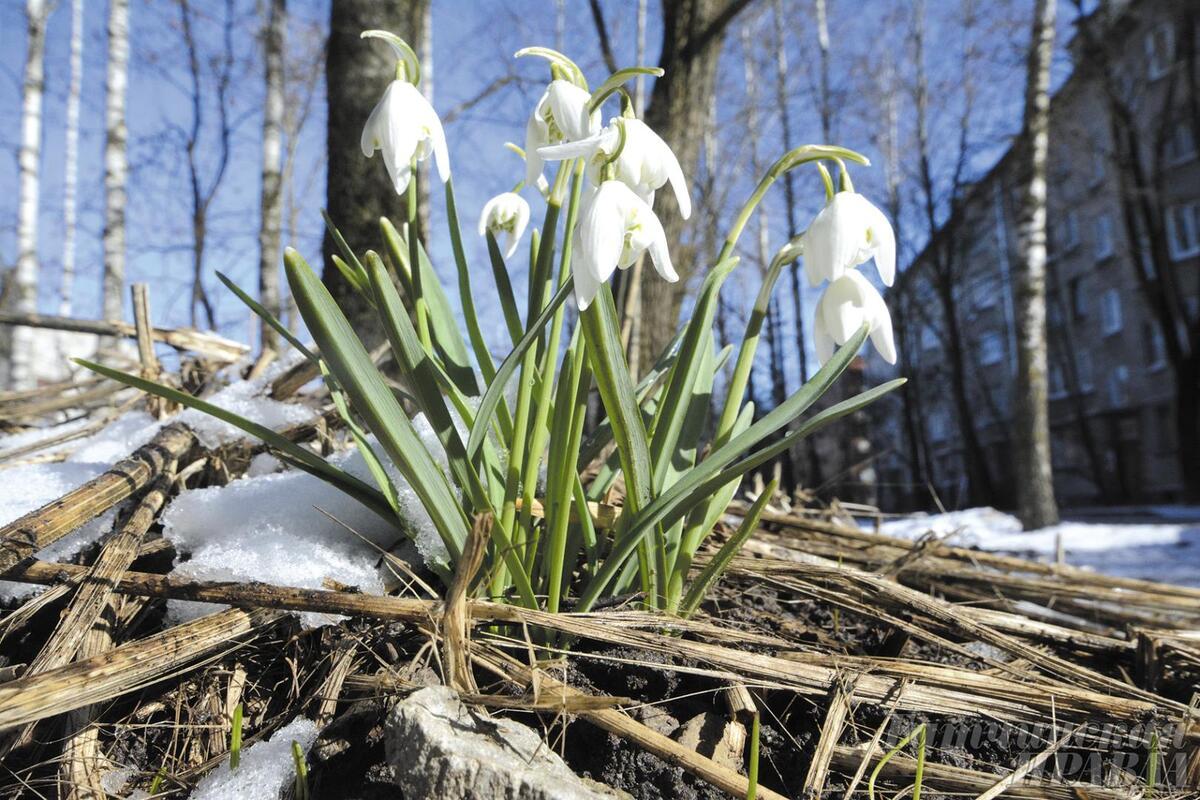 Весна близко: в Запорожской области зацвели подснежники - Запорожье  Vgorode.ua