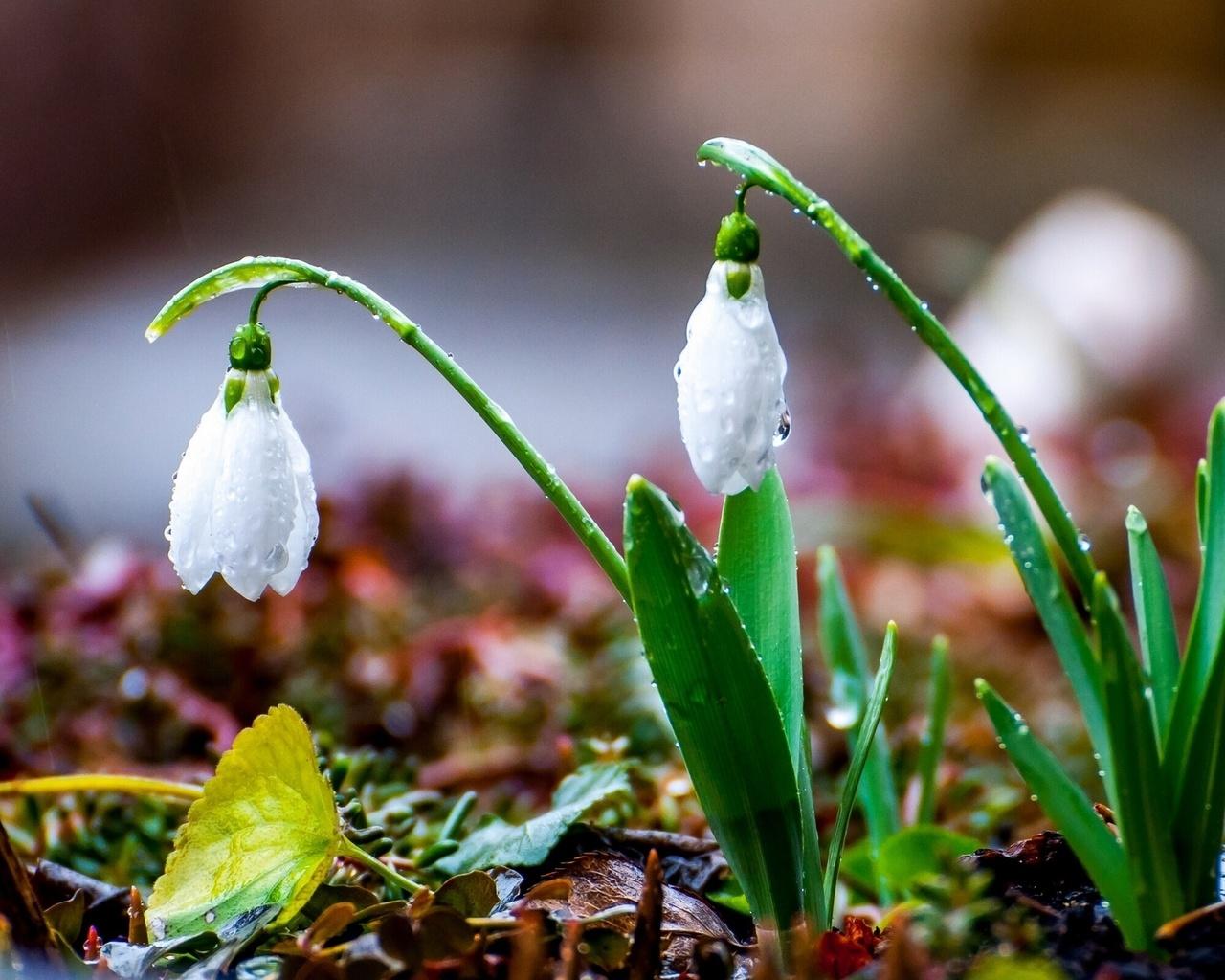 Подснежник - первый весенний цветок: 10 фактов о подснежнике - Мир  Садоводства