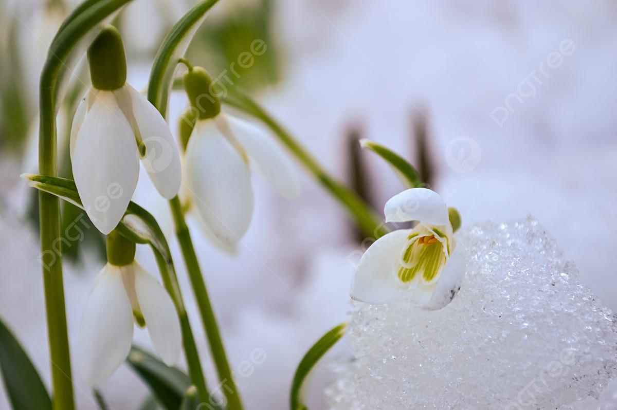 Скачать картинки Подснежники весна, стоковые фото Подснежники весна в  хорошем качестве | Depositphotos