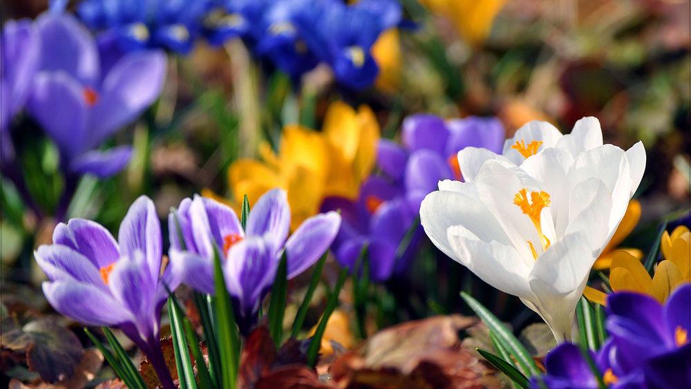Весна Подснежник - Бесплатное фото на Pixabay - Pixabay