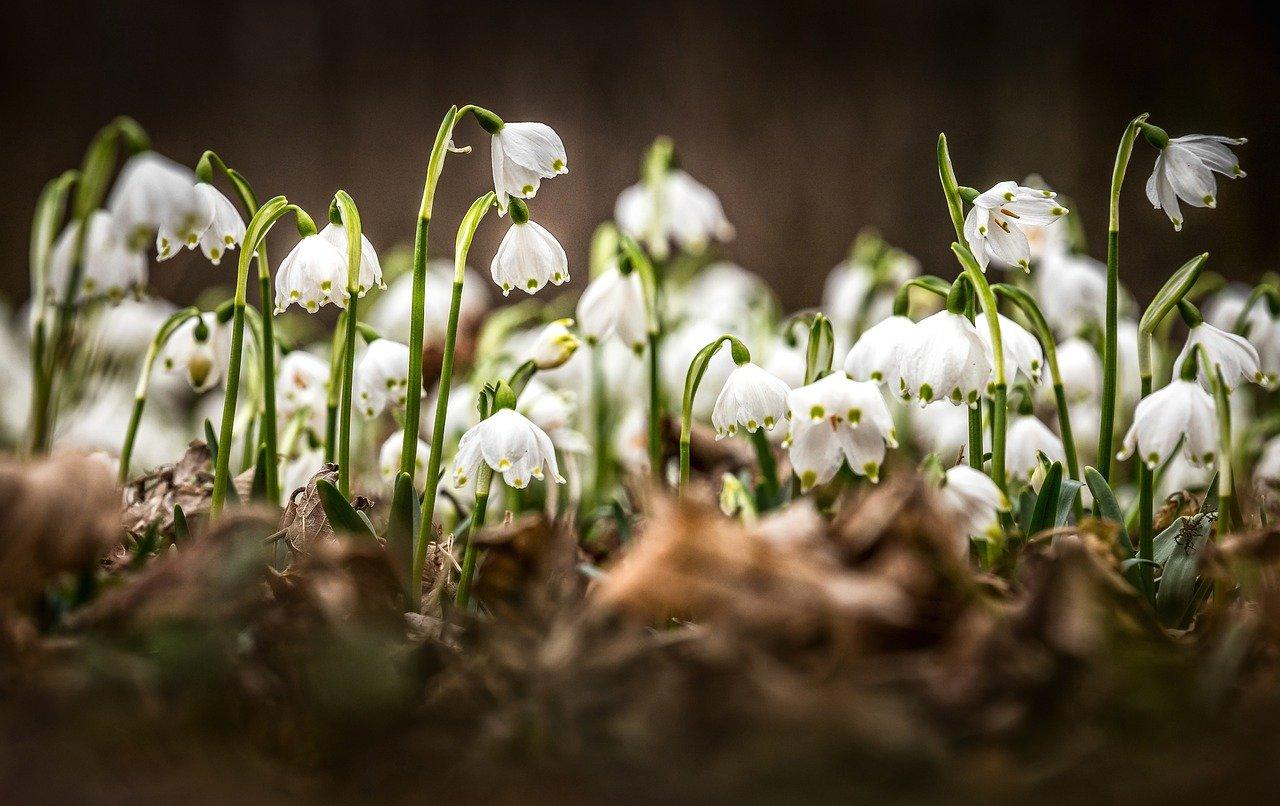 Первые подснежники этой весны!. Photographer Lashkov Fedor