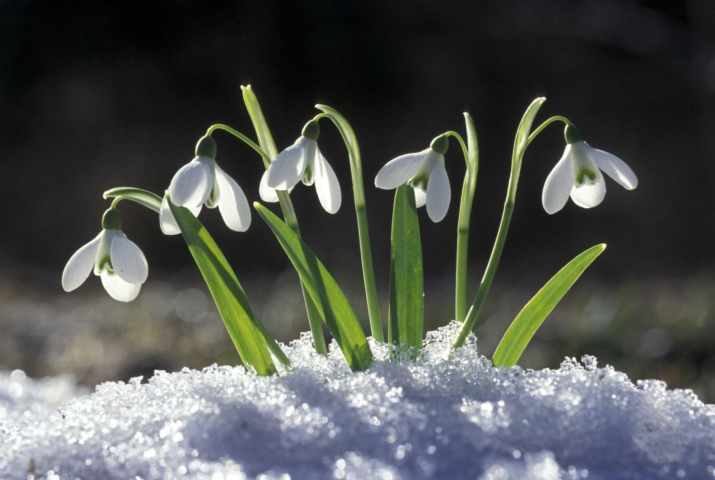 Картинка Весна подснежники » Весенние цветы » Цветы » Картинки 24 - скачать  картинки бесплатно