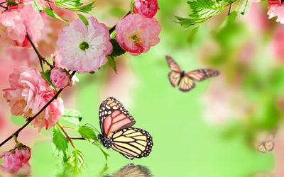 Природа весной . Цветы и бабочки - обои на рабочий стол
