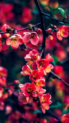 Вертикальная версия фотографии розовой сакуры весной обои для телефона Фон  И картинка для бесплатной загрузки - Pngtree