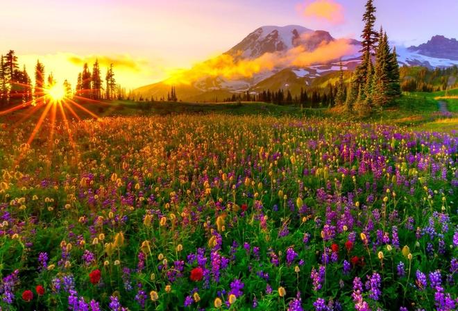 Обои природа, горы, цветы, Весна, красиво на рабочий стол - картинки с  раздела Природа