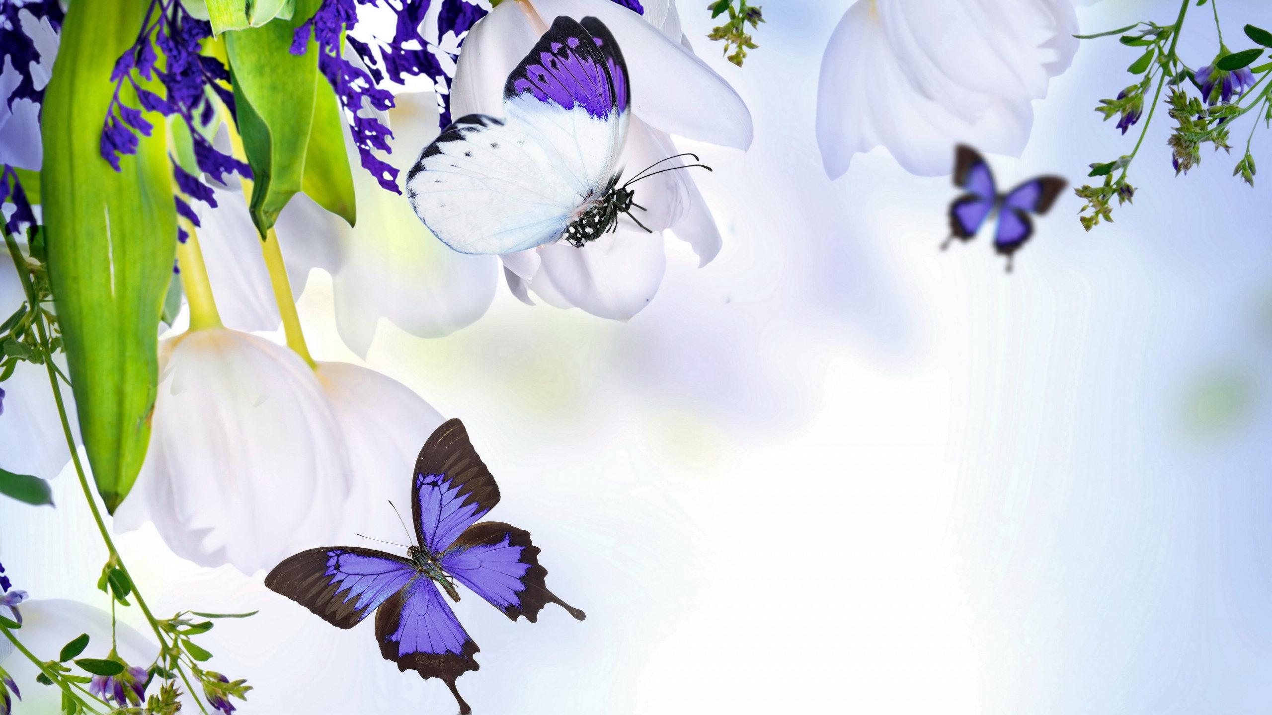 Обои весенняя природа, цветение, весенние цветы, фото бабочки, цветущее  дерево. Скачать фото весна 2560x1440