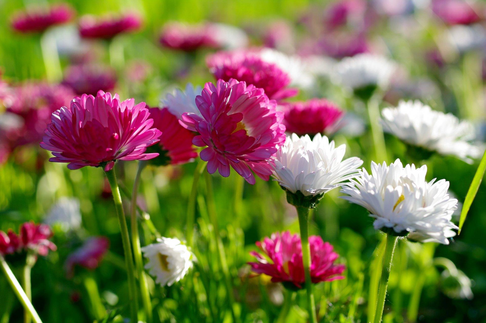 Весенние цветы на поле - обои на рабочий стол