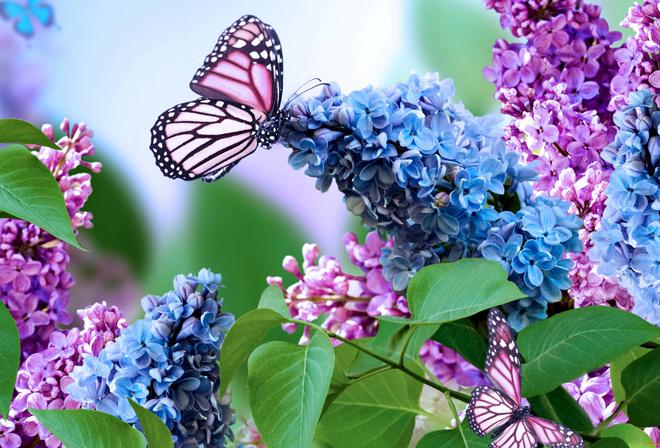 Обои цветы, сирень, бабочка, фотошоп, соцветие, весна, природа на рабочий  стол - картинки с раздела Красивые