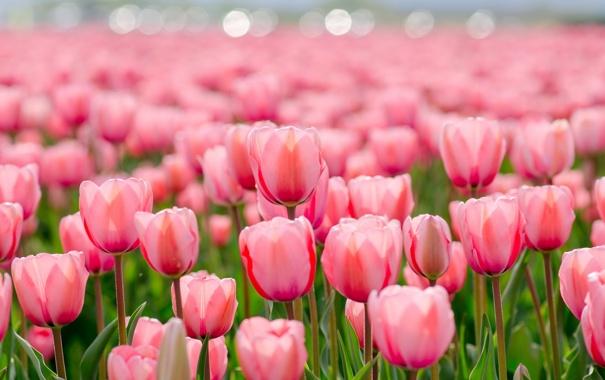 Обои природа, тюльпаны, цветы, весна картинки на рабочий стол, раздел цветы  - скачать
