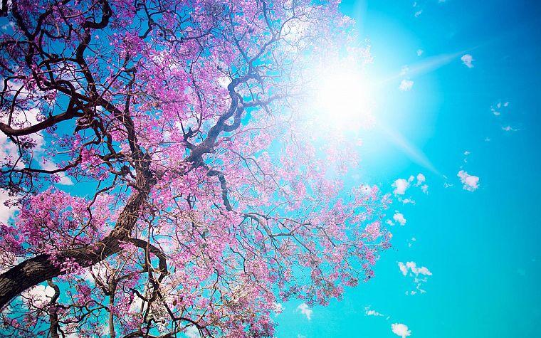природа, вишни в цвету, цветы, весна, цветы, солнечный свет, голубое небо -  скачать бесплатные обои / oboi7.com