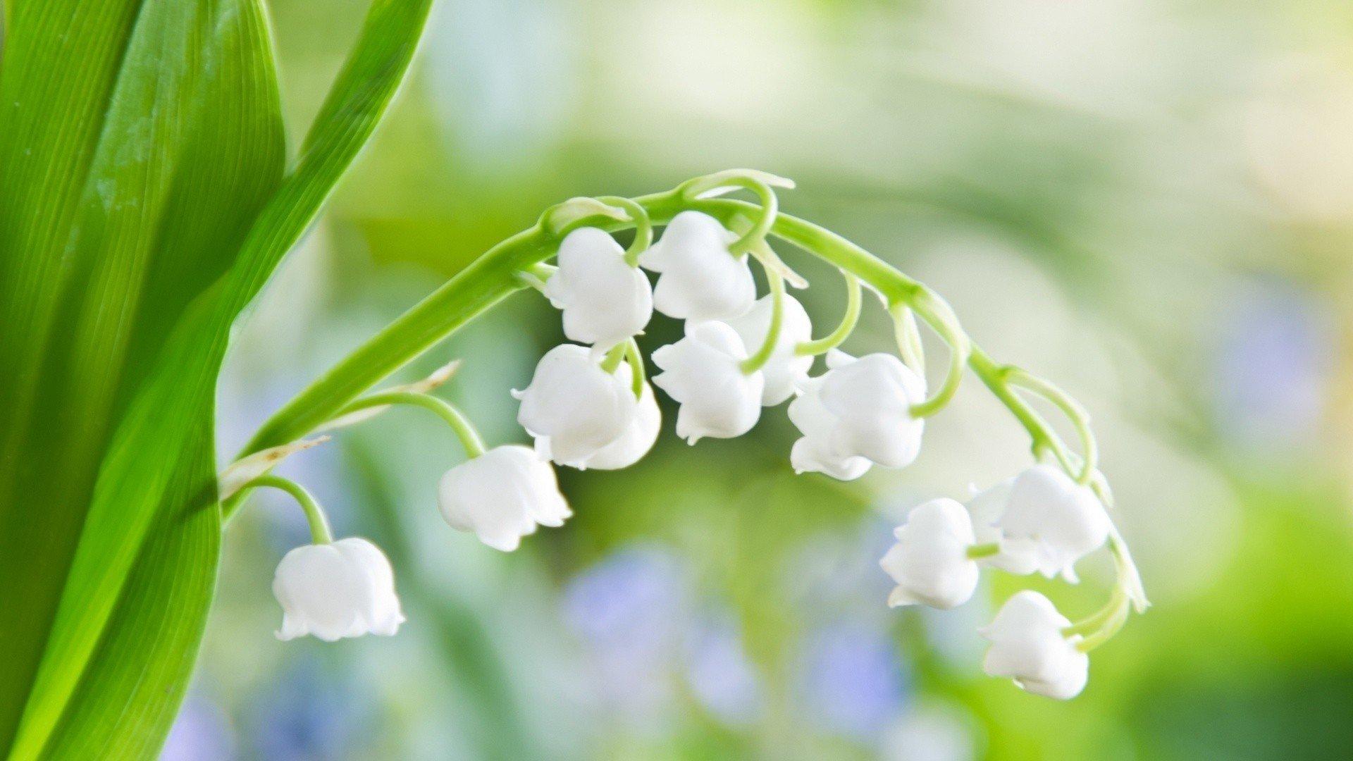 природа, весна, цветы - скачать бесплатные обои / oboi7.com