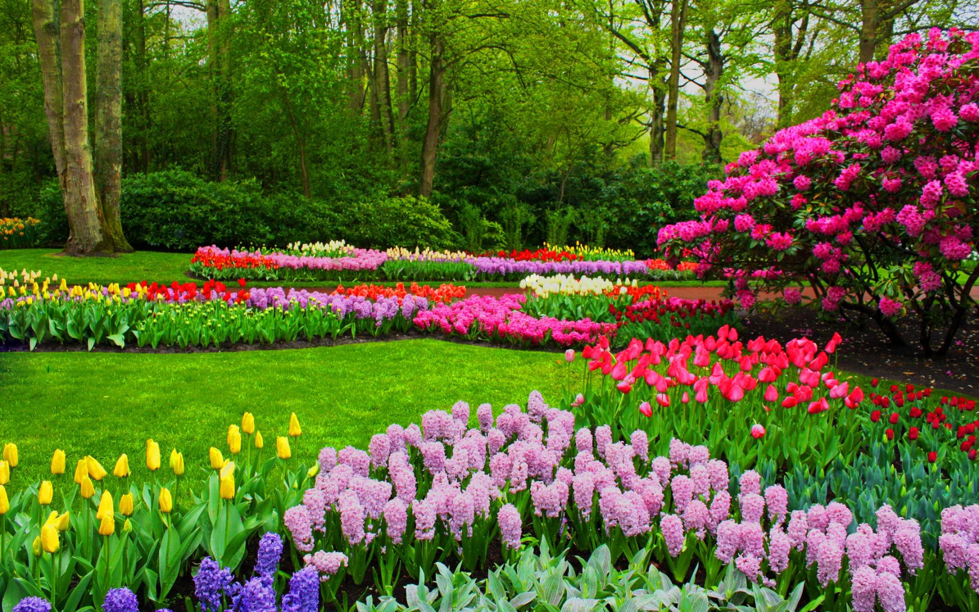 обои : цветы, весна, природа, Крупным планом, размытый, blurry background,  минимализм, Лепестки 5874x3916 - belmont - 2240444 - красивые картинки -  WallHere