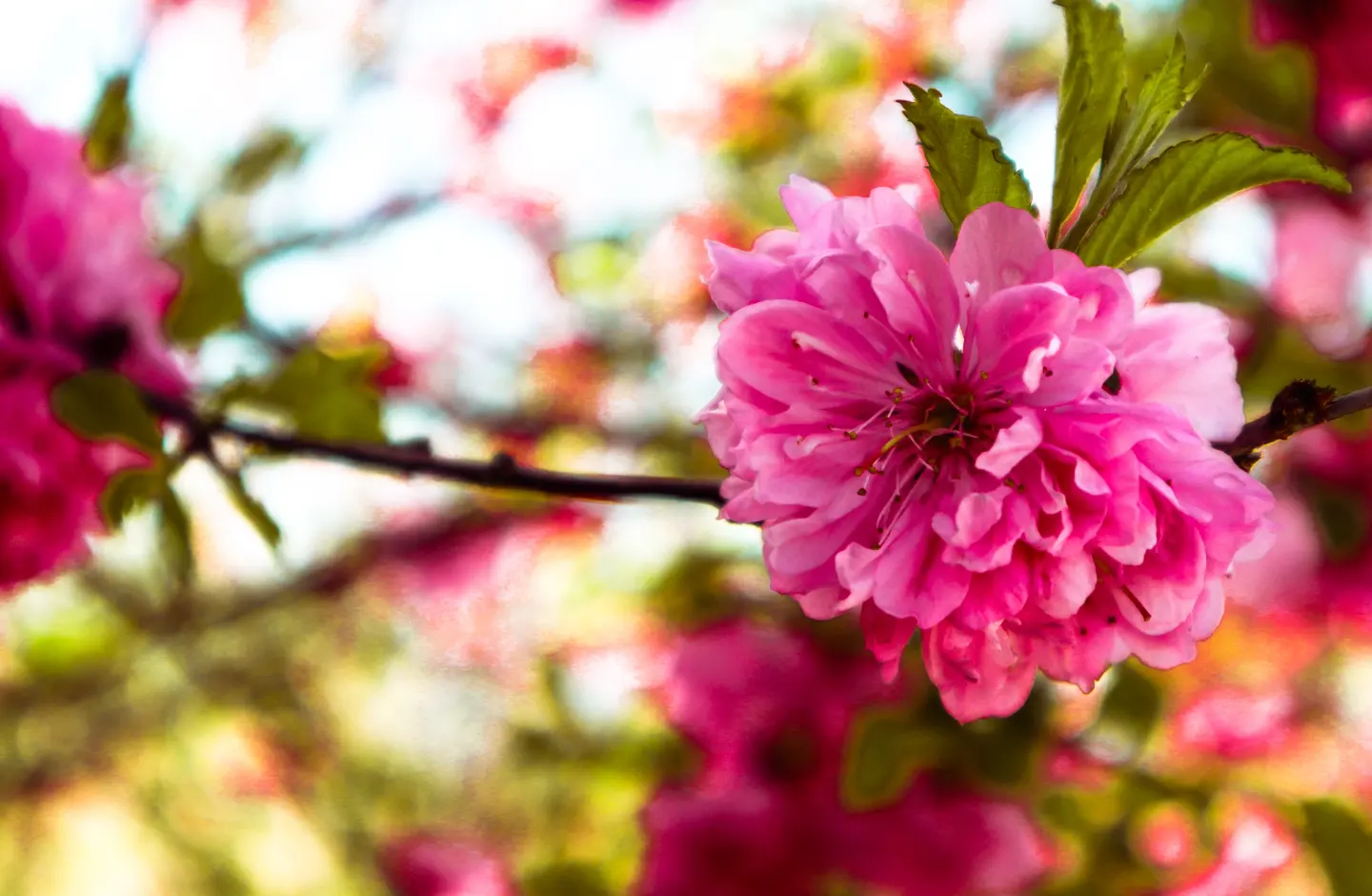 Картинка Весенний фестиваль цветов » Весна » Природа » Картинки 24 -  скачать картинки бесплатно