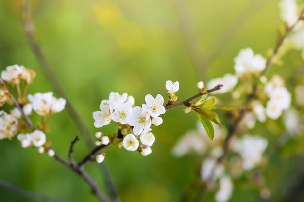 Красивые весенние цветы в парке природа фон | Премиум Фото
