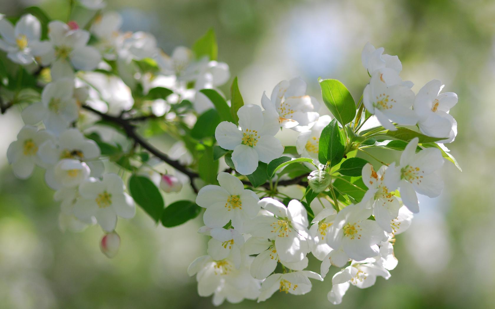 Картинки весна, цветение, вишня, красиво, весна, природа, позитив - обои  1680x1050, картинка №131123