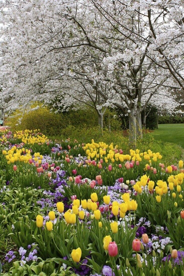 Картинки весна, природа, цветение, Крокусы, первоцвет, цветы, небо, - обои  1920x1080, картинка №10980