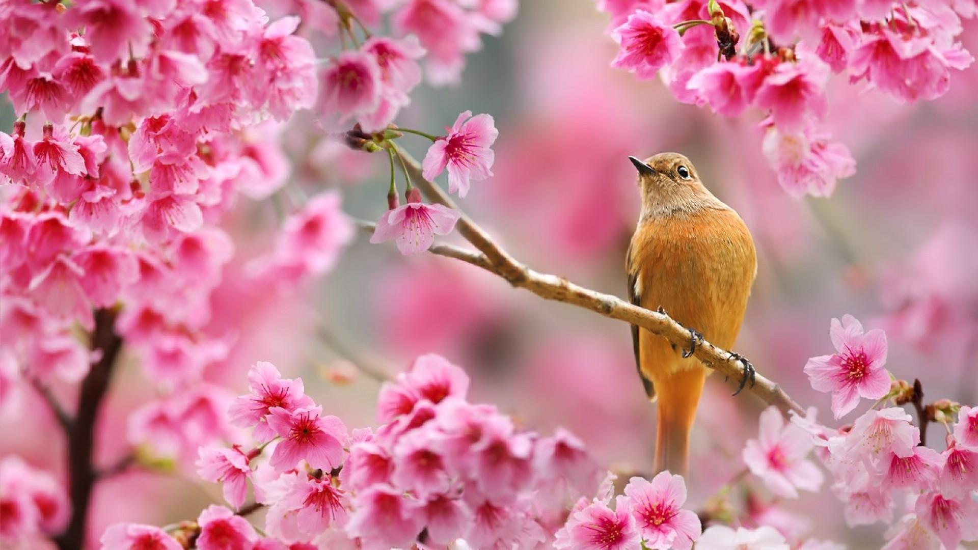 Картина весны \"Цветы, весна, природа\" на ОСП 125х62 см. для интерьера -  купить по низкой цене в интернет-магазине OZON (1398098755)