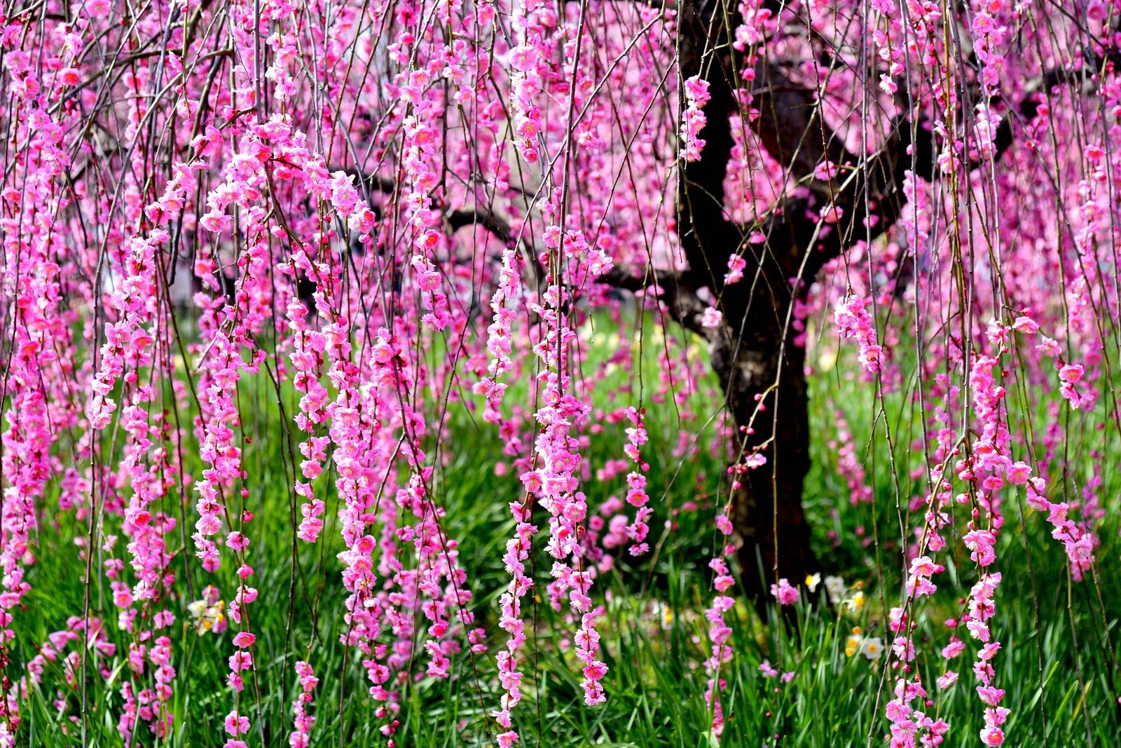 весна пришла изображение, весна пришла фото_Фоновое  изображение_ru.lovepik.com Бесплатная картинка