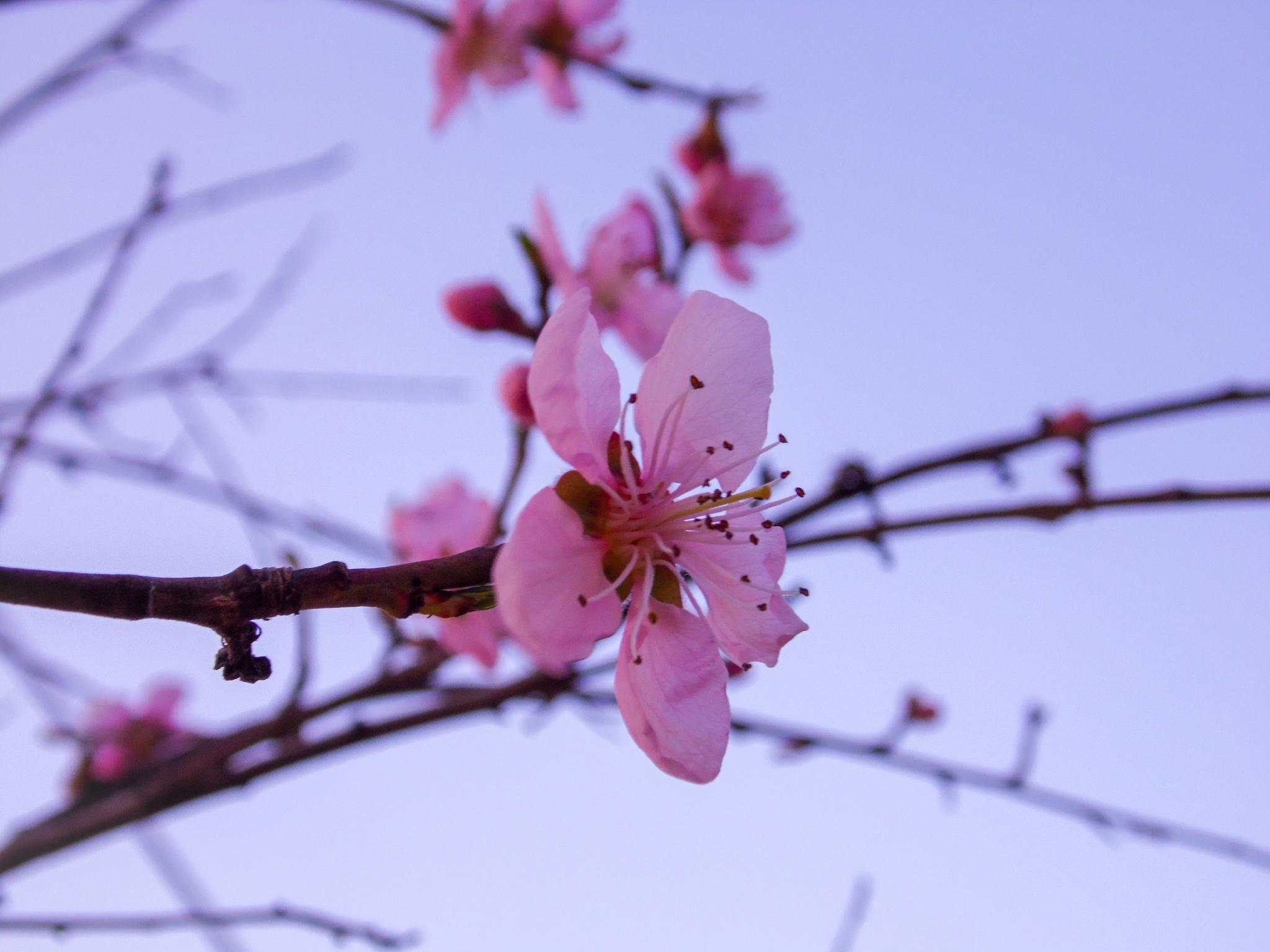 Как бы весна пришла... (в шутку и всерьез). | Психология, истории,  размышления | Дзен