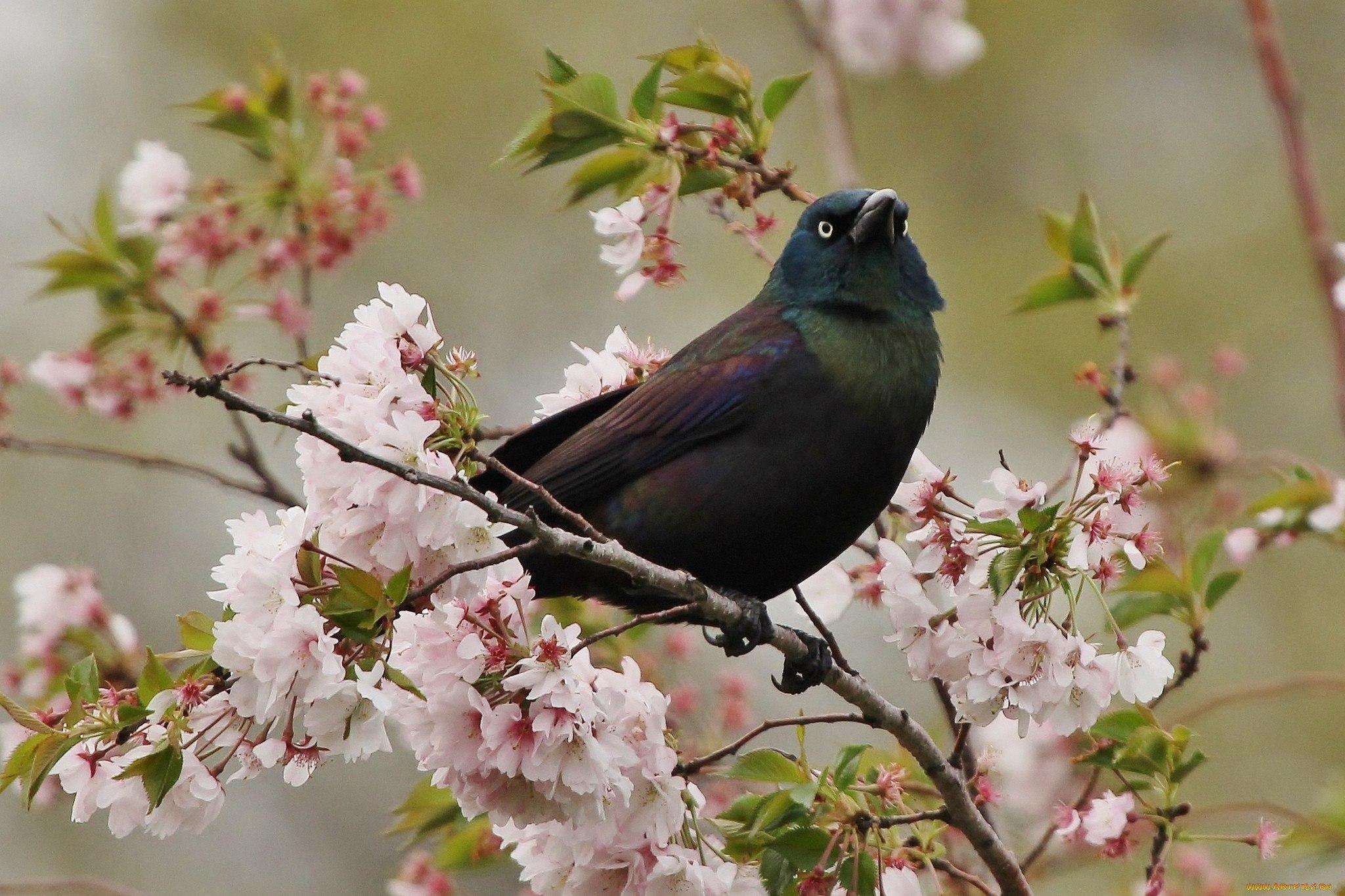 Весна птицы (59 фото) - 59 фото