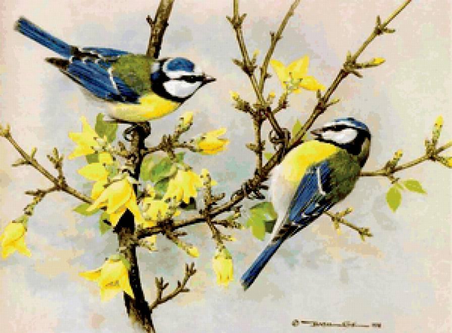 Птицы весной (62 фото) | Фотографии птиц, Канарейки, Птицы