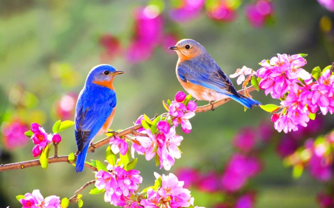 Обои на монитор | Весна | птицы, весна, позитив, природа, ветки