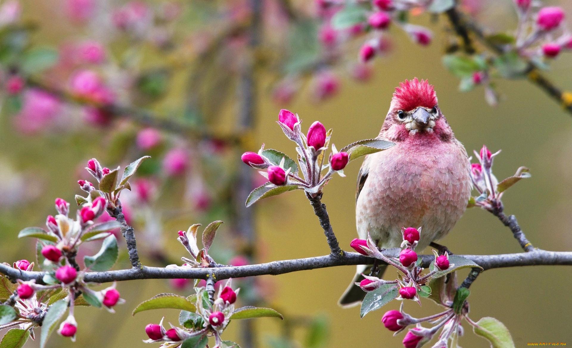 Весна Птица Весенний Фон - Бесплатное фото на Pixabay - Pixabay