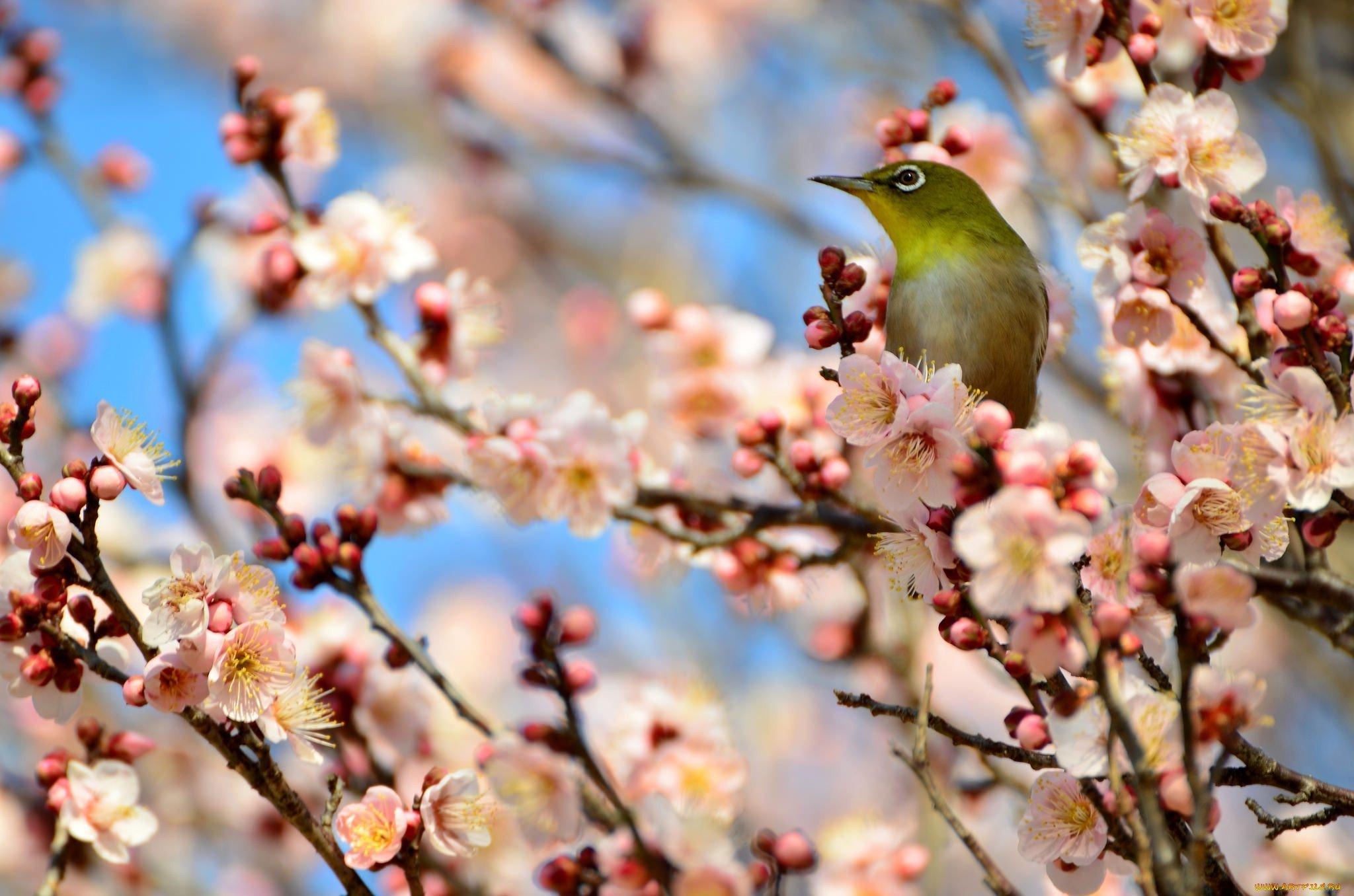 Картинки весна птицы цветы (70 фото) » Картинки и статусы про окружающий  мир вокруг
