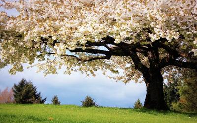 Скачать фото, картинки Дерево в цвету hd 1920x1200 обои Весна - Времена  года - 7617