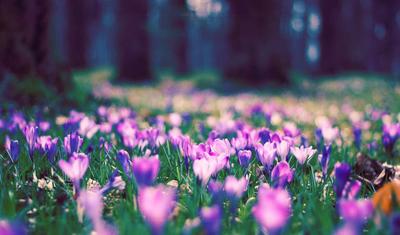 Белое дерево весны, цвести цветки, широкоформатные Цветки в апреле белые  горизонтальные с дополнительным космосом рядом с главным Стоковое Фото -  изображение насчитывающей свежесть, аппликатора: 145953770