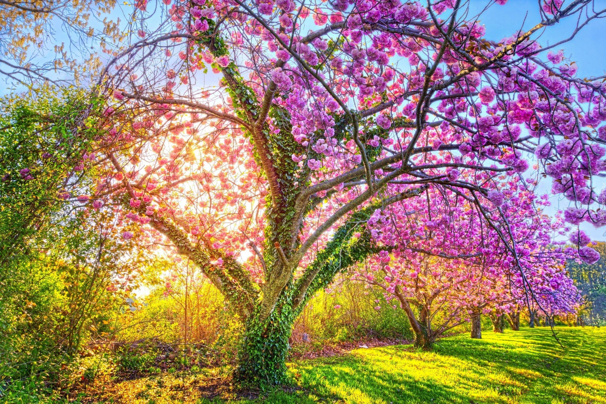 Цветущие Деревья На Поле Весной Стоковые Фотографии | FreeImages