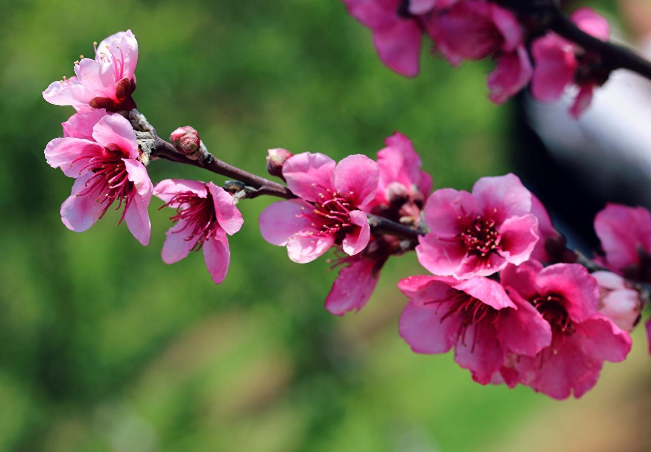 Фотообои Цветущие деревья весной купить на стену • Эко Обои