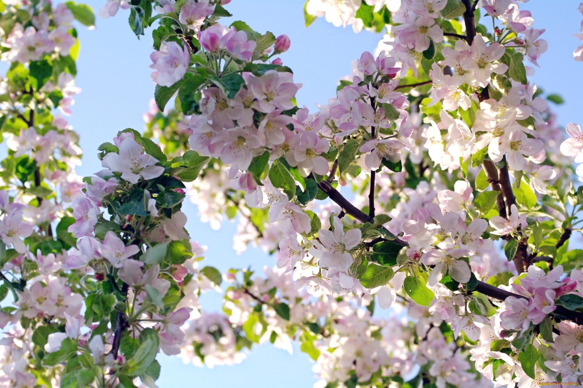 Фото США Brooklyn Botanic Garden Весна Природа Сады Цветущие деревья