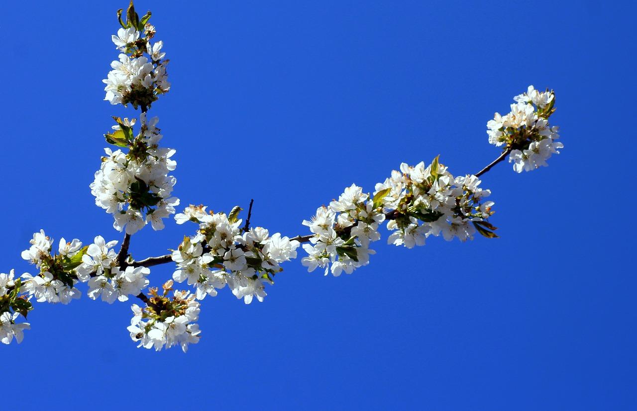 Цветущие деревья | Цветущие деревья, Цветы, Весна