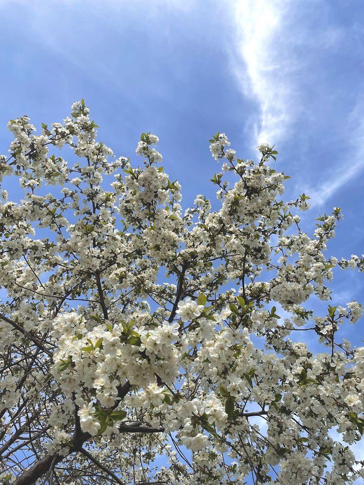 Фото Нежные весенние цветущие деревья