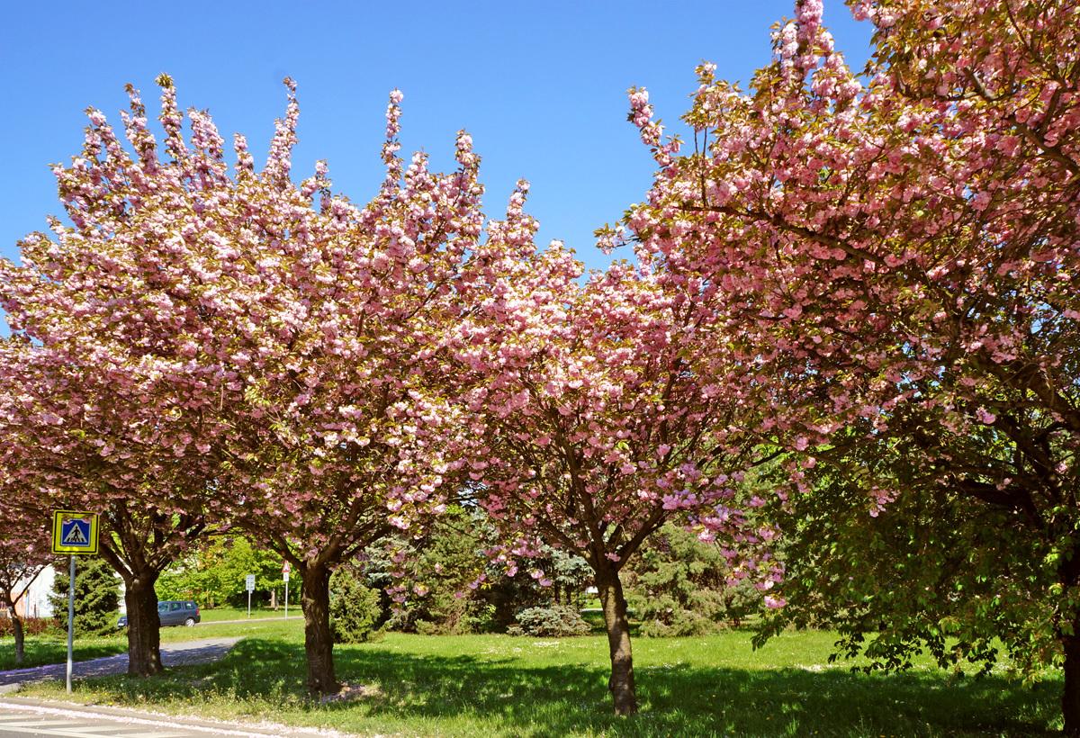 весна цветущие деревья вена ва парк Стоковое Изображение - изображение  насчитывающей гулять, пинк: 216077319