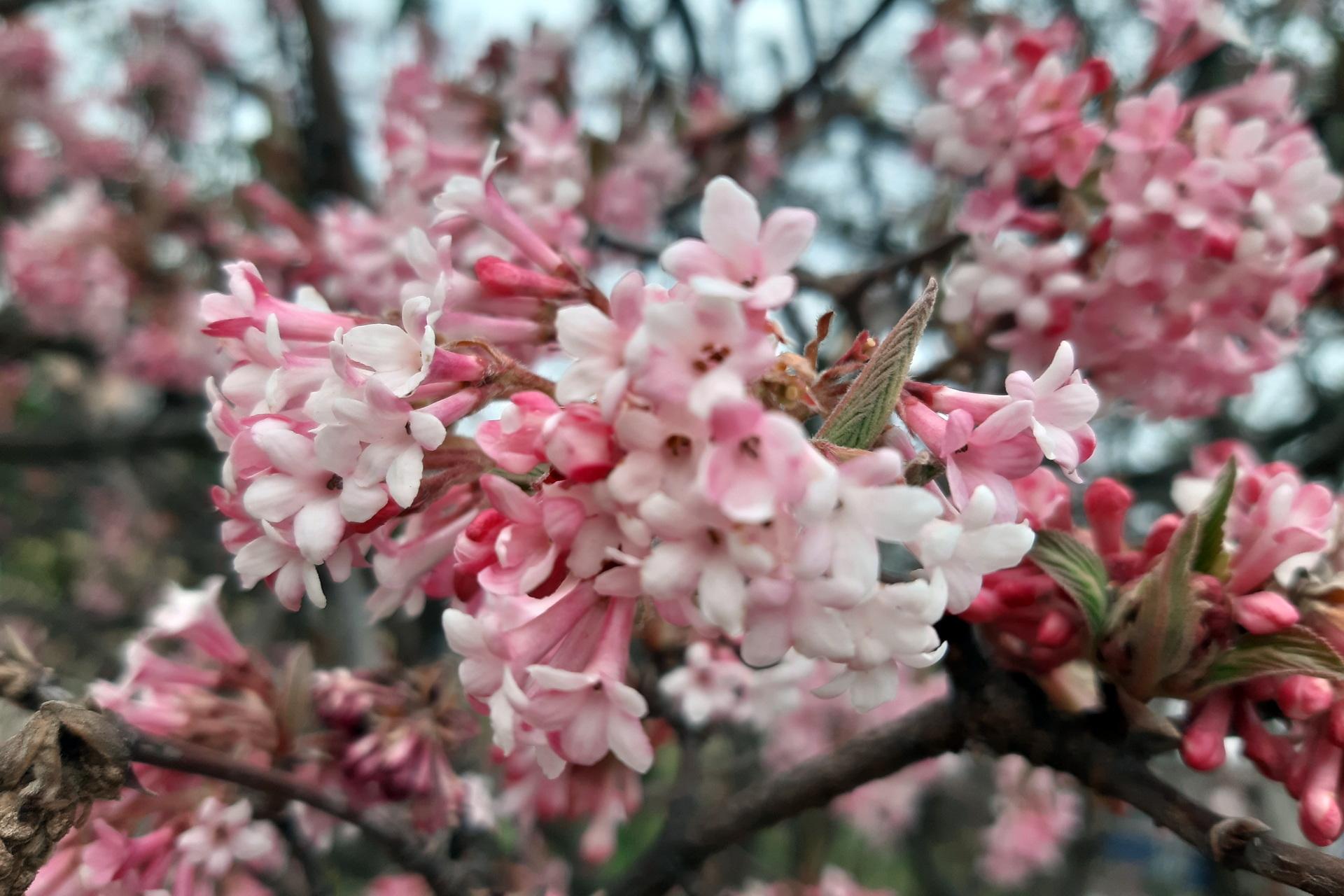 Цветущие Деревья Весной — стоковые фотографии и другие картинки Без людей -  Без людей, Весна, Горизонтальный - iStock