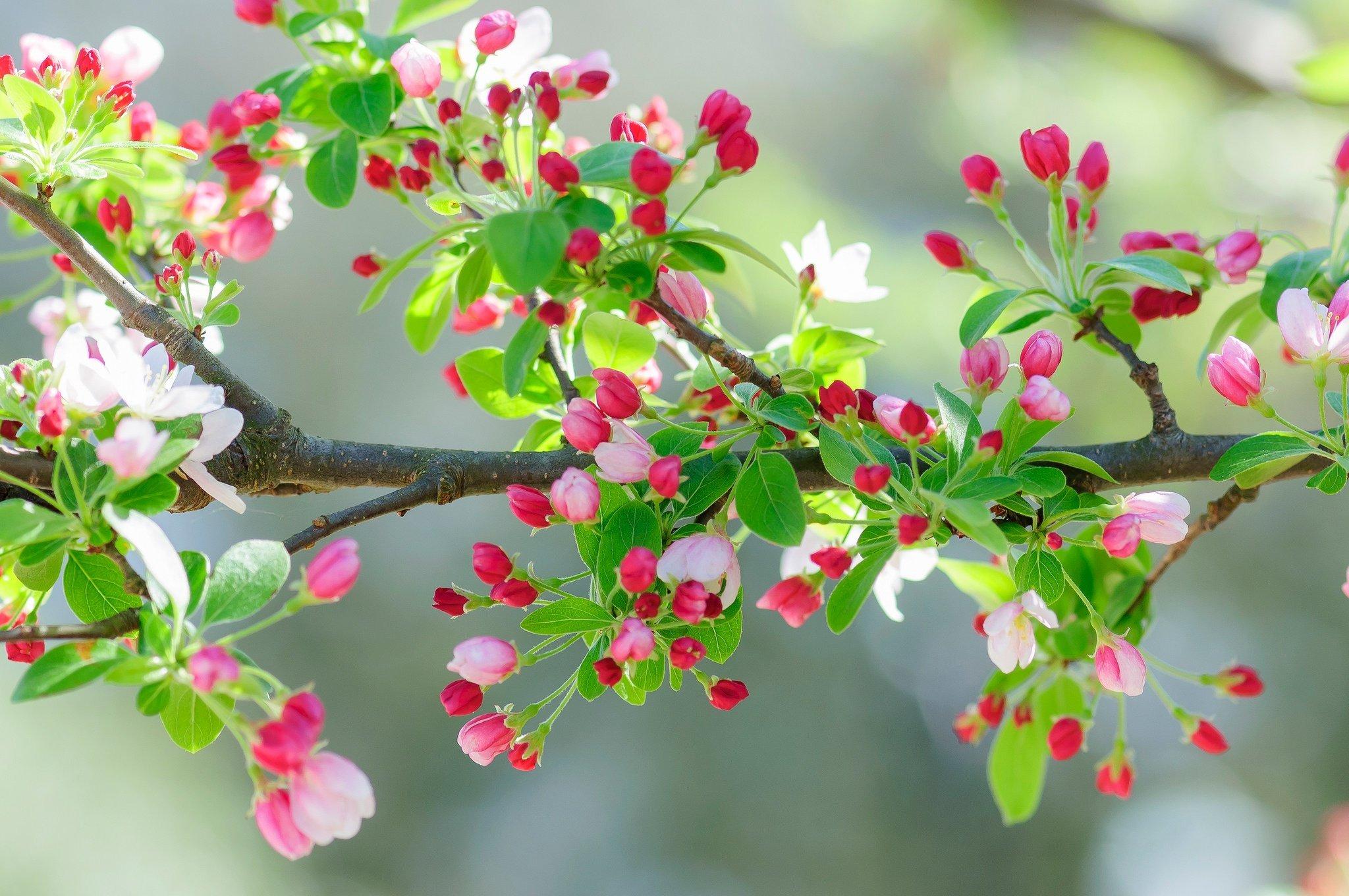 Обои на рабочий стол Цветущие весной деревья сакуры, обои для рабочего  стола, скачать обои, обои бесплатно