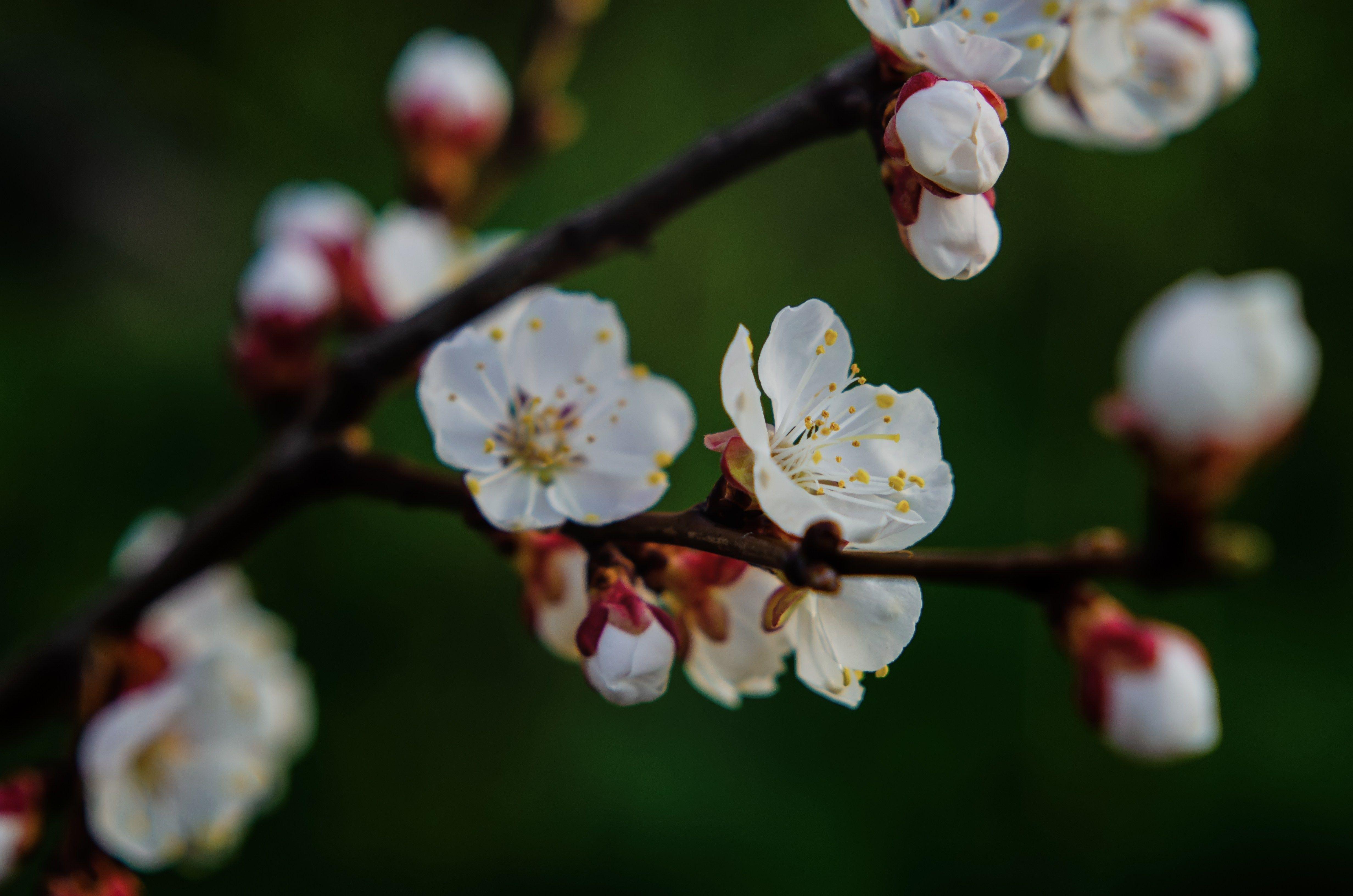 ветка дерева с белыми цветами. цветущие деревья весной. вишневые  абрикосовые яблочные груши или сакура. закрыть Стоковое Изображение -  изображение насчитывающей листья, цветок: 276313059