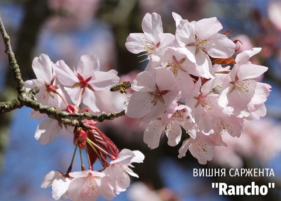 Картинки цветущие деревья весной (70 фото) » Картинки и статусы про  окружающий мир вокруг