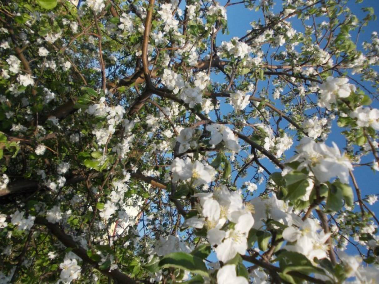 Картина фруктов \"Весна, цветущие деревья, цветение вишни\" на ОСП 125х62 см.  для интерьера - купить по низкой цене в интернет-магазине OZON (1386697722)