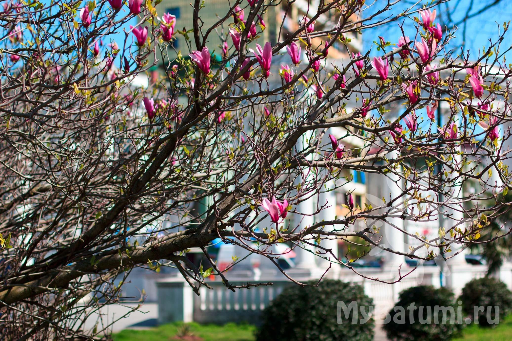 Цветы весны: Восхитительные цветущие деревья, которыми невозможно  налюбоваться. Обсуждение на LiveInternet - Российский Сервис  Онлайн-Дневников