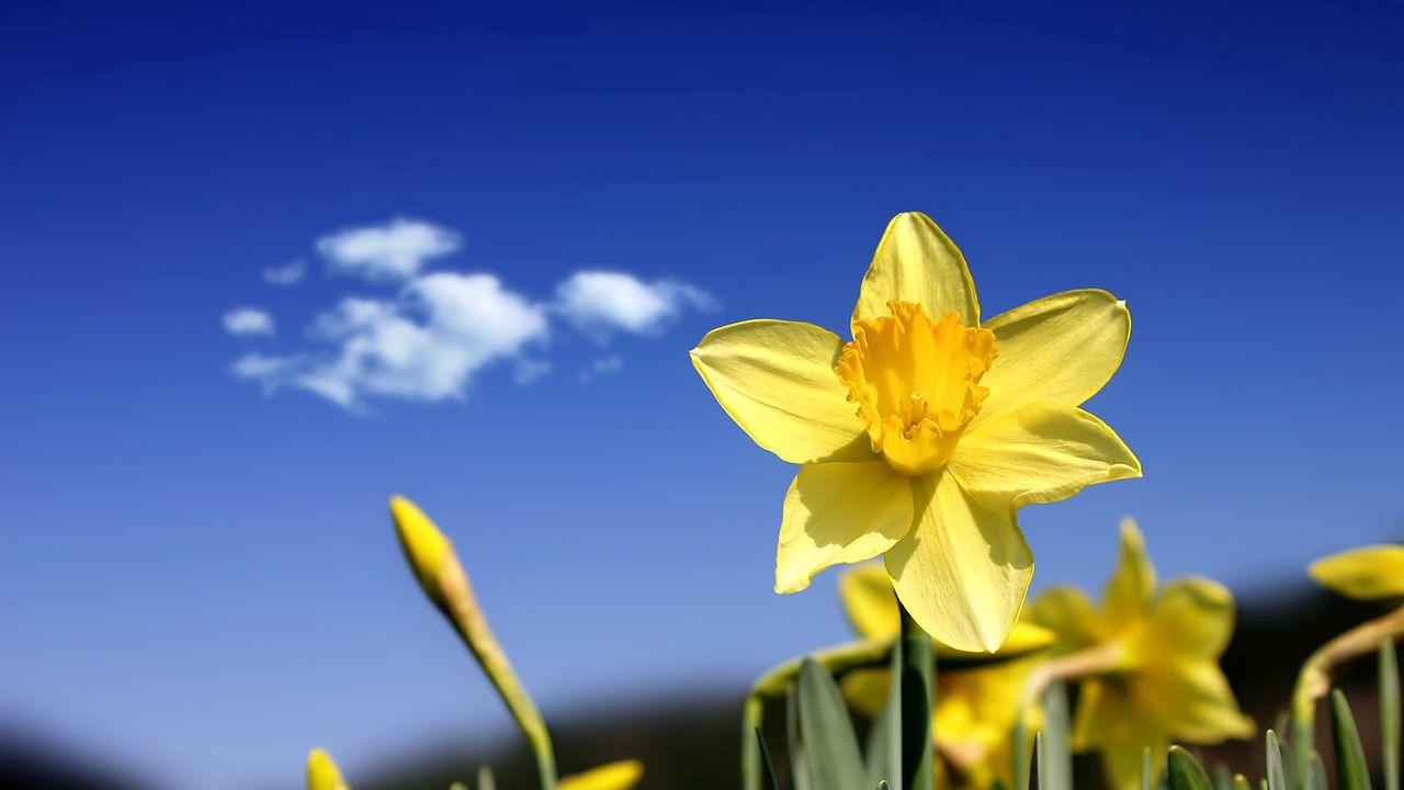 Картинка Весна Цветы Крокусы Крупным планом
