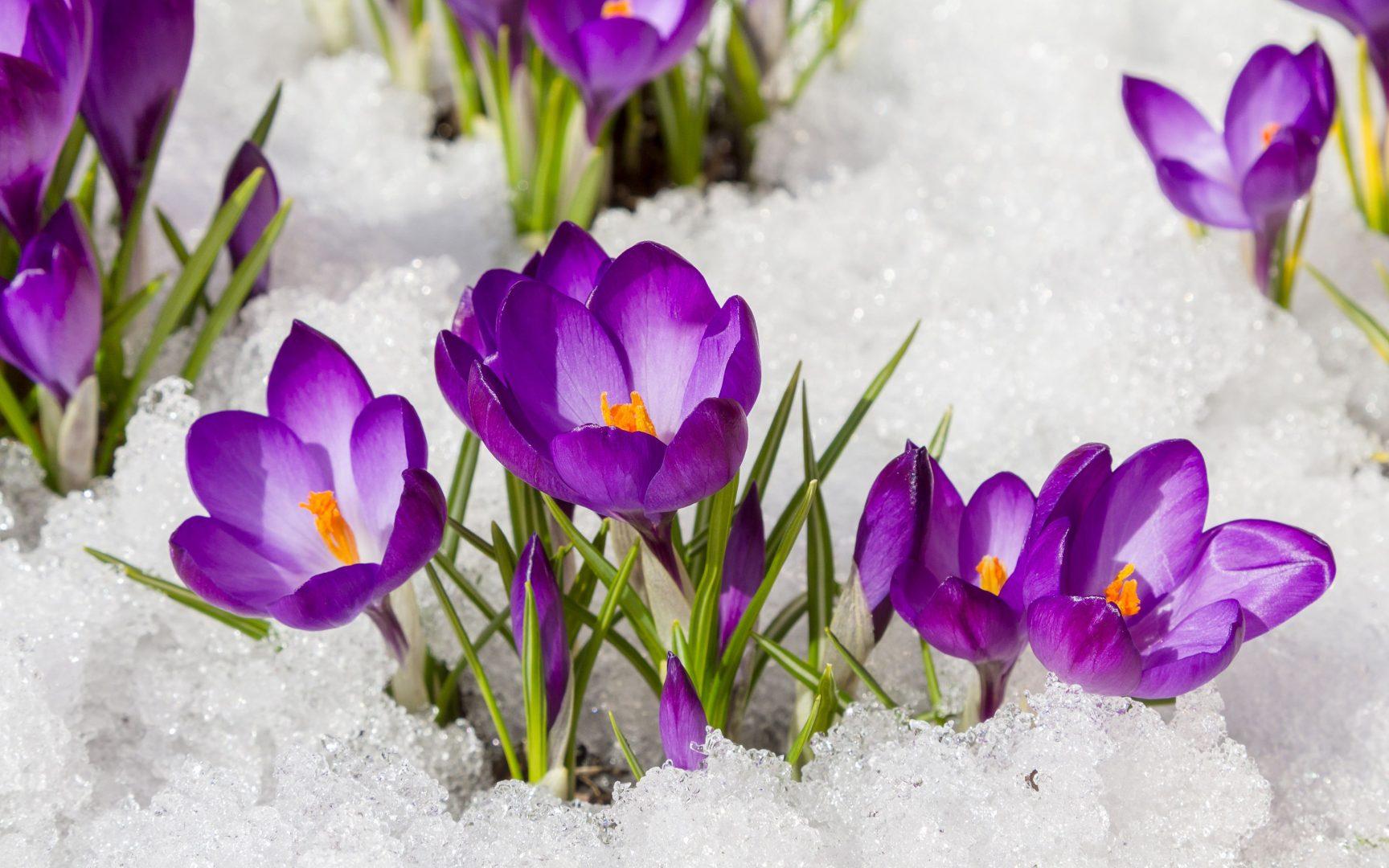 Весна Весенние Цветы Природа - Бесплатное фото на Pixabay - Pixabay