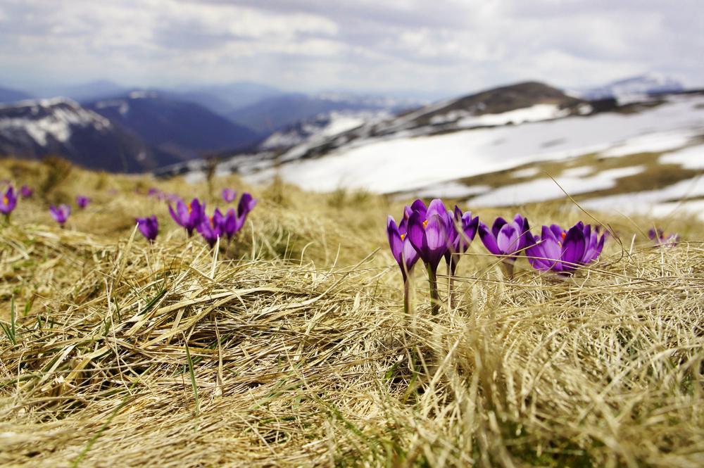 Картинки весна в россии фотографии