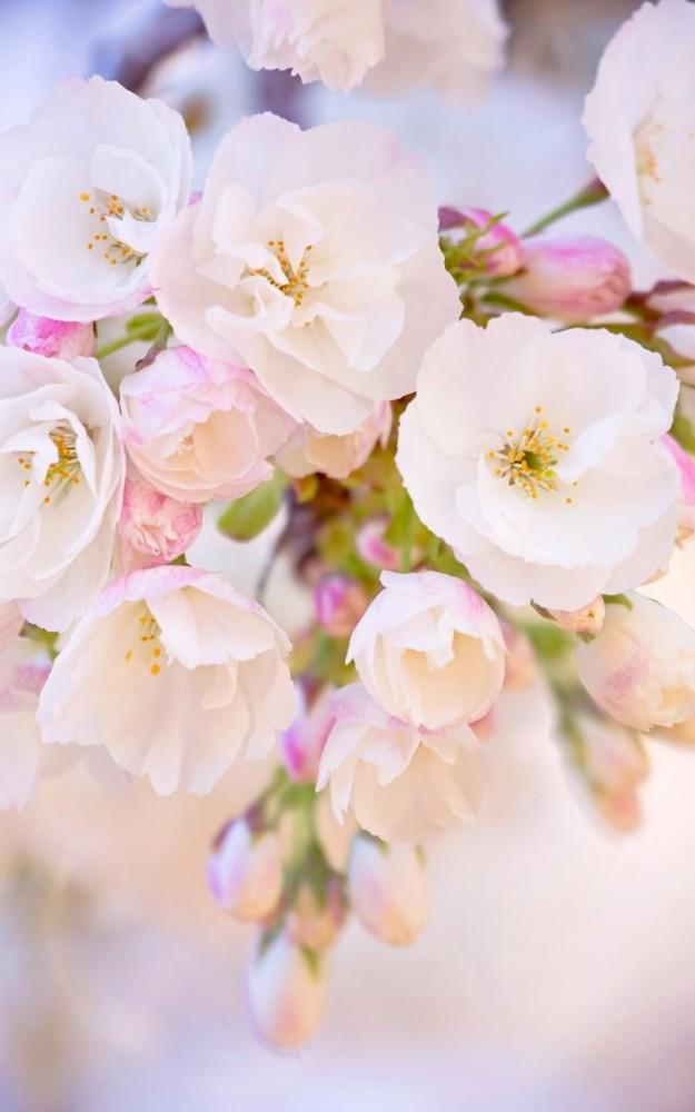 Желтые Тюльпаны И Голубые Незабудки, Цветы, Весна, Вертикальные Стоковые  Фотографии | FreeImages
