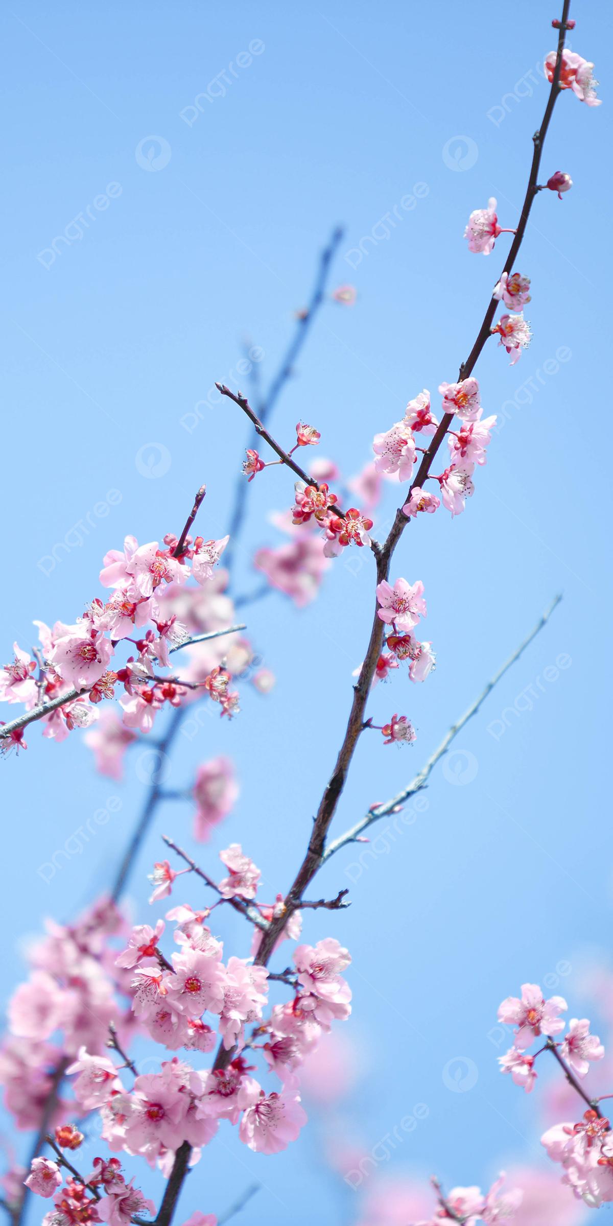 Создать мем \"цветущая вишня, обои весенние 720*1280, обои на телефон весна  вертикальные\" - Картинки - Meme-arsenal.com