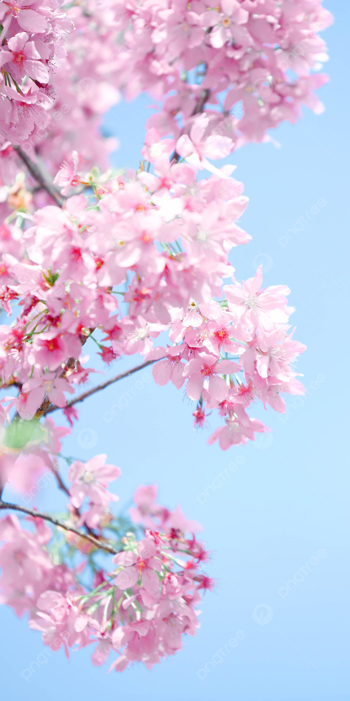 Весеннее Цветение Миндального Дерева. Голубой Фон Неба, Розовые Цветы.  Вертикальная. Крупный План Фотография, картинки, изображения и  сток-фотография без роялти. Image 83079873